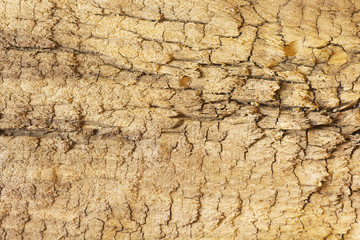 Wooden texture
