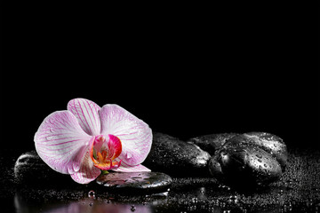 Obraz na płótnie Canvas Orchid flower with zen stones on black background