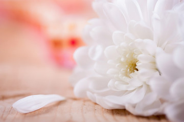 Fototapeta na wymiar Weiße Blüte