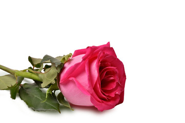 Rose on a white background