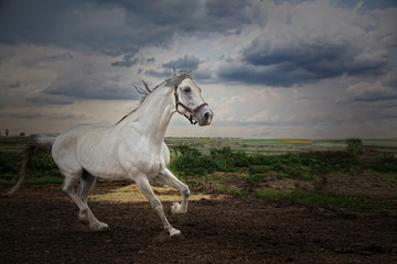 Obraz na płótnie Canvas The horse gallops across the field. He looks into the camera.
