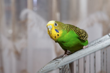 Wavy parrot sits on a cage.