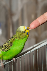 Wavy parrot sits on a cage. Biting finger. © anry196411