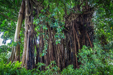 Banian des Orangers, La Réunion