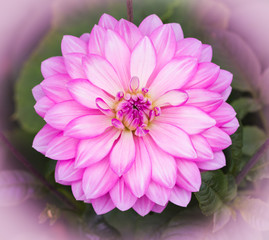 Pink Dahlia Flower