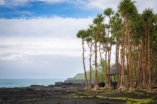 Vacoa trees, La R&eacute;union