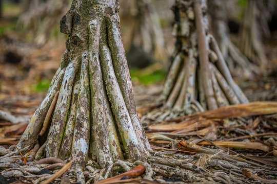 Roots of vacoa tree, La R&eacute;union