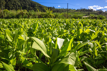 Curcuma field, La Réunion