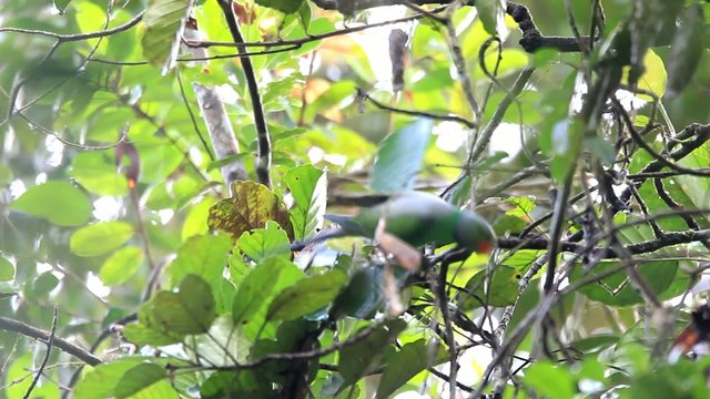 Layard's Parakeet (Psittacula calthropae) in Sri Lanka