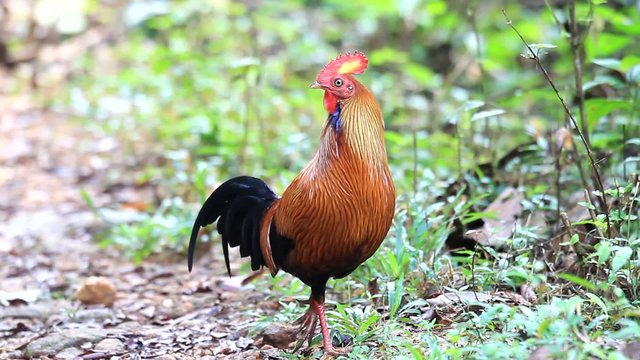 Ceylon junglefowl (Gallus lafayetii) male in Sri Lanka