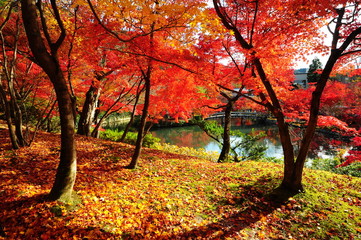 Japanese maple during autumn at Eikando Temple in Kyoto, Japan.