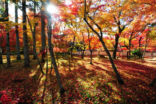 Japanese maple during autumn at Eikando Temple in Kyoto, Japan.