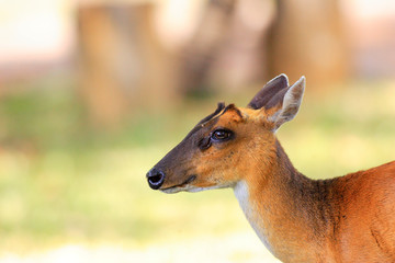 Common Muntjac (Muntiacus muntjak) In Khao Yai National Park,Tha