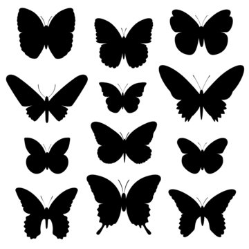 Schmetterlinge Vektor Silhouette