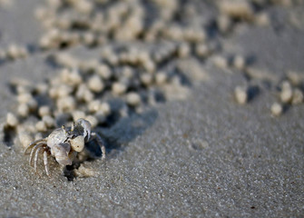Ghost Crab on the beach