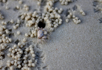 Ghost Crab on the beach