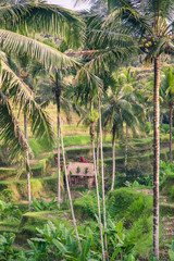 Rice farm in a coconut grove