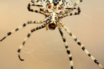 Yellow and black spider - Argiope Lobatus