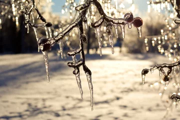 Photo sur Aluminium Orage De beaux arbres recouverts de glace après une tempête de verglas extrême.
