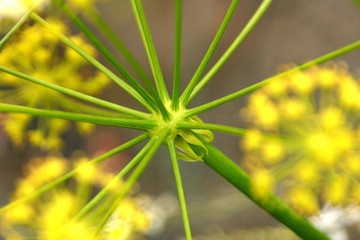 Star-shaped green plant with yellow flowers