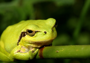 Fototapeta premium Stripeless Tree Frog on stem of thick grass