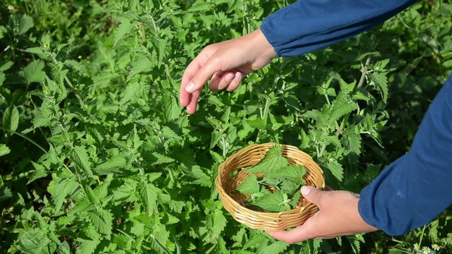 herbalist girl hand pick balm mint herb plant leaves in garden