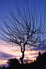 Silhouette of a tree at dusk with deep blue sky background