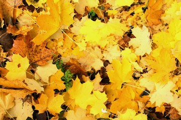 Yellow Leaves in the Fall