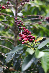 coffee plant