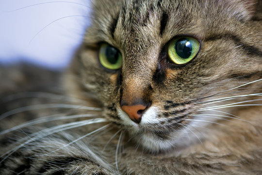 Portrait of green-eyed cat