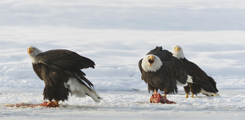 The Bald eagles  ( Haliaeetus leucocephalus )