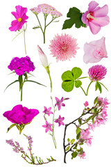 set of twelve pink color flowers on white