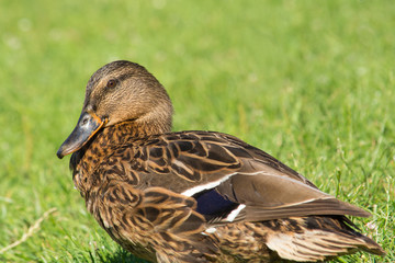 Brown wild duck (Anas platyrhynchos) on green grass