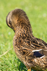 Brown wild duck (Anas platyrhynchos) on green grass