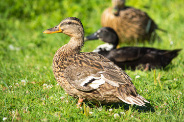 Brown wild duck (Anas platyrhynchos) on green grass
