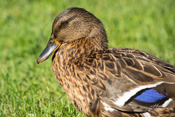 Brown wild duck (Anas platyrhynchos) on green grass