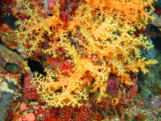 Fototapeta na wymiar Soft coral, island Maktan, Philippine