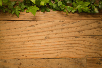Wood background with plants and leaves