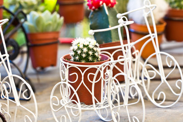 Obraz na płótnie Canvas close up cactus in garden