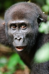 The western lowland gorilla