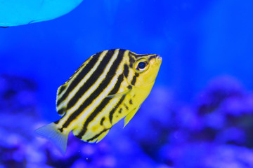 Stripey fish (Microcanthus strigatus) in Japan