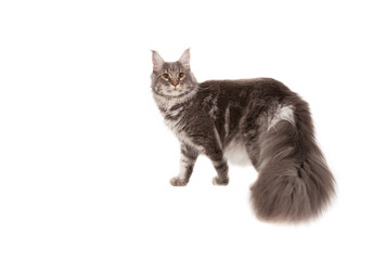 Obraz premium Maine coon