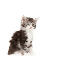 Cute Maine Coon kitten
