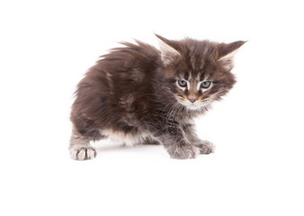 Cute Maine Coon kitten