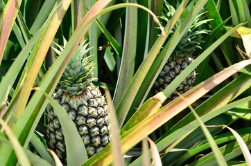 Obraz premium Pineapple in farm
