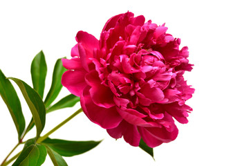 Pink peony