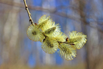 Branch of a blossoming willow in early spring