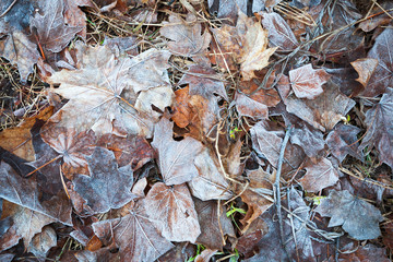 Frozen leaves lay on the ground in winter park