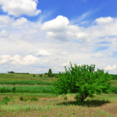 Field