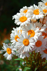 Fototapeta premium Bouquet
